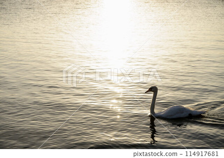 Mute swans swimming in Lake Teganuma at dusk Mute swans swimming in Lake Teganuma at dusk 114917681