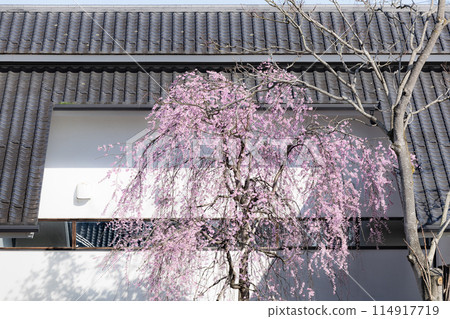 宮城縣明治村登米町的垂枝櫻花盛開 宮城縣明治村登米町的垂枝櫻花盛開 114917719