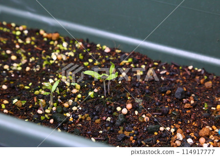 發芽的雙葉 114917777