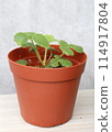 種植在花盆裡的草莓 114917804