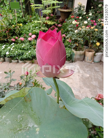 Nelumbo nucifera flower plant on nursery 114918079