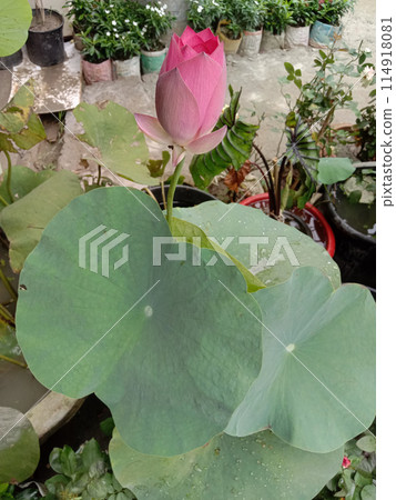 Nelumbo nucifera flower plant on nursery 114918081