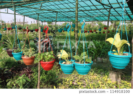 nursery place where plants are grown for sell 114918100