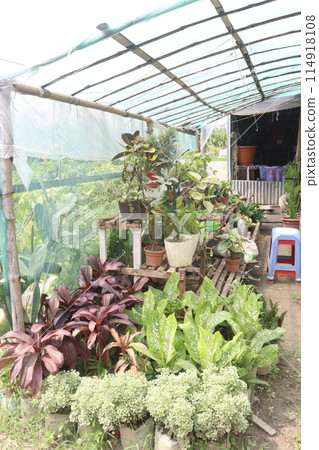 nursery place where plants are grown for sell 114918108