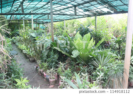 nursery place where plants are grown for sell nursery place where plants are grown for sell 114918112