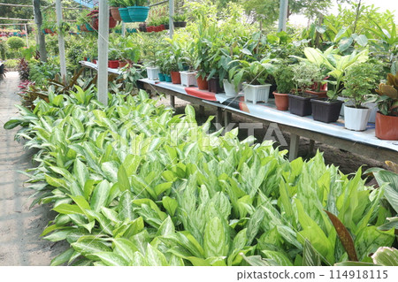 nursery place where plants are grown for sell 114918115
