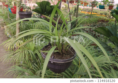 nursery place where plants are grown for sell 114918120