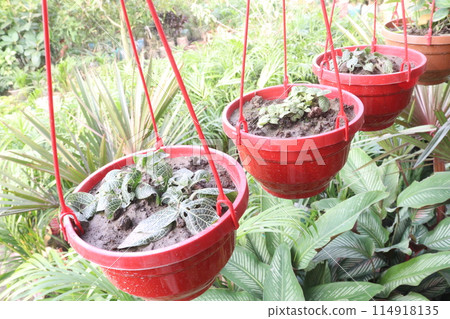 Fittonia plant on nursery for sell are cash crops Fittonia plant on nursery for sell are cash crops 114918135