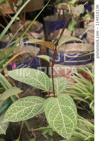 Fittonia plant on nursery for sell are cash crops Fittonia plant on nursery for sell are cash crops 114918136