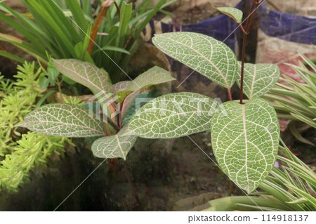 Fittonia plant on nursery for sell are cash crops Fittonia plant on nursery for sell are cash crops 114918137