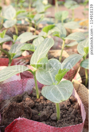 Luffa tree seedling on farm for harvesting Luffa tree seedling on farm for harvesting 114918139