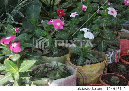 Madagascar periwinkle flower plant on nursery Madagascar periwinkle flower plant on nursery 114918141