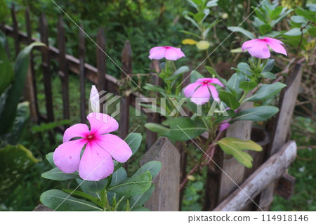 Madagascar periwinkle flower plant on nursery Madagascar periwinkle flower plant on nursery 114918146