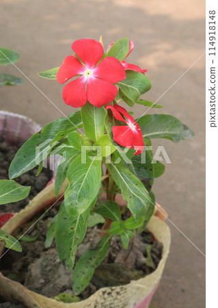 Madagascar periwinkle flower plant on nursery Madagascar periwinkle flower plant on nursery 114918148