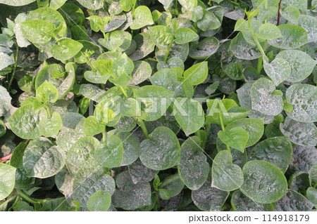 Malabar spinach on farm for harvesting 114918179