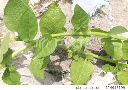 Malabar spinach on farm for harvesting 114918199