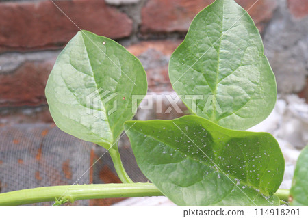 Malabar spinach on farm for harvesting Malabar spinach on farm for harvesting 114918201