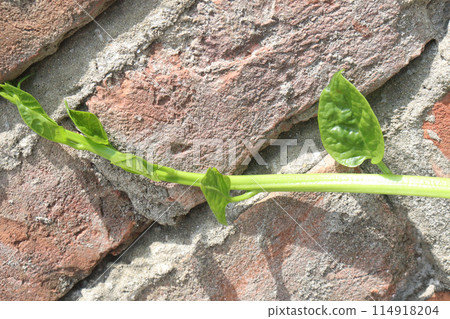 Malabar spinach on farm for harvesting 114918204