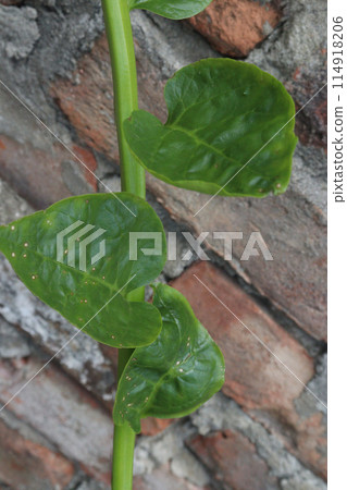Malabar spinach on farm for harvesting Malabar spinach on farm for harvesting 114918206