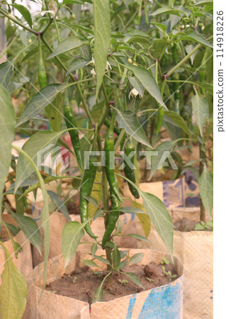 Malagueta Chili Pepper on tree in farm Malagueta Chili Pepper on tree in farm 114918226
