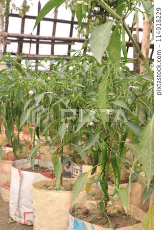 Malagueta Chili Pepper on tree in farm Malagueta Chili Pepper on tree in farm 114918229