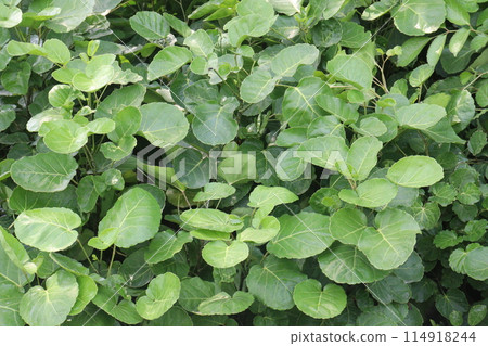 Mangkokan Nothopanax scutellarium merr plant on nursery 114918244