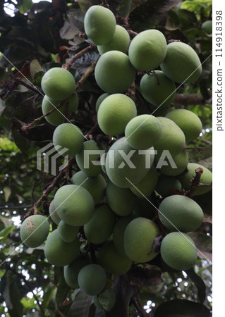 Mango on tree in farm for sell Mango on tree in farm for sell 114918398