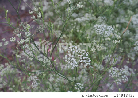 Meadow chervil plant on farm for harvest Meadow chervil plant on farm for harvest 114918433