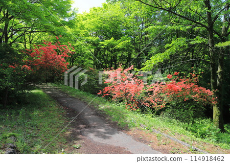 上野山公園伊香保纜車山頂杜鵑花 114918462