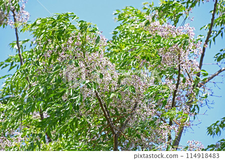 China tree young leaves and flowers 114918483