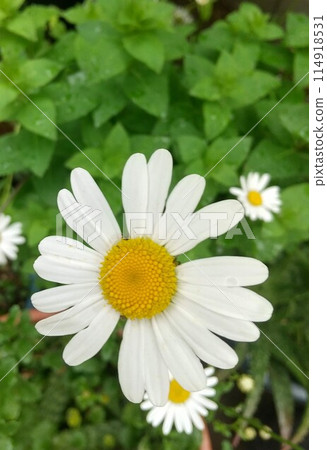 White Margaret White Margaret 114918531