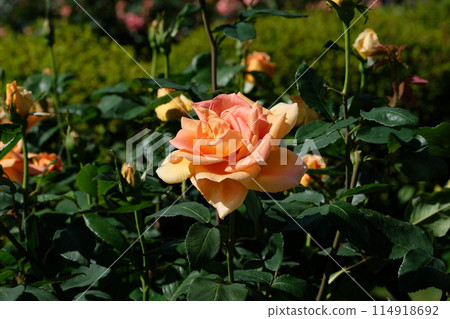 「維也納魅力」杏色玫瑰 114918692