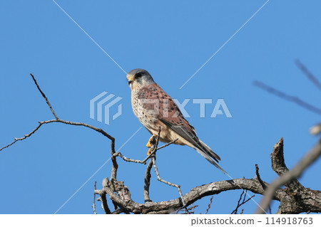 A kestrel hunting for prey in a tree 114918763