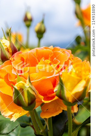 Yellow rose Yellow rose 114918890
