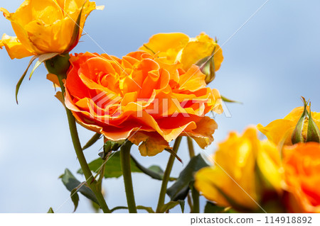 黃玫瑰 114918892