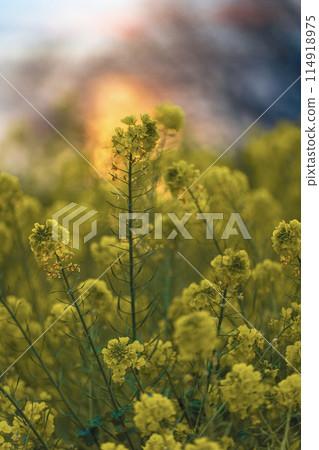 Rape blossoms and sunrise 114918975