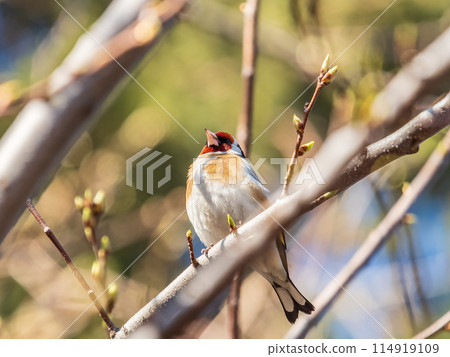 Detailed photo of an european goldfinch between branches 114919109