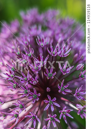 Flower head of Allium aflatunense Purple Sensation on green nature background 114919116