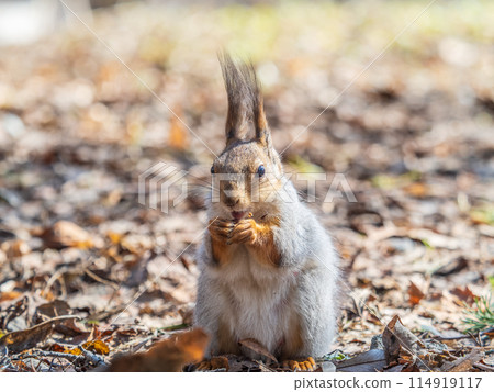 Squirrel in autumn or spring with nut on the green grass with fallen yellow leaves Squirrel in autumn or spring with nut on the green grass with fallen yellow leaves 114919117