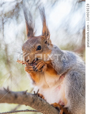 The squirrel with nut sits on a branches in the spring or summer. 114919119