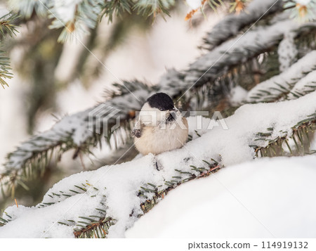 Cute bird the willow tit, song bird sitting on the fir branch with snow in winter 114919132