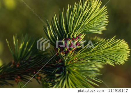 Beautiful green fir tree branches close up. Christmas and winter concept. Beautiful green fir tree branches close up. Christmas and winter concept. 114919147