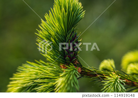 Beautiful green fir tree branches close up. Christmas and winter concept. Beautiful green fir tree branches close up. Christmas and winter concept. 114919148