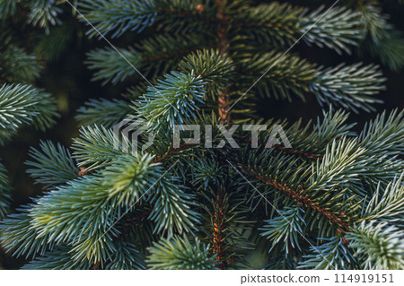 Blue Christmas tree. Christmas Holiday card Background Blue Christmas tree. Christmas Holiday card Background 114919151