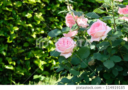 Pink rose "Hamamirai" Pink rose "Hamamirai" 114919185