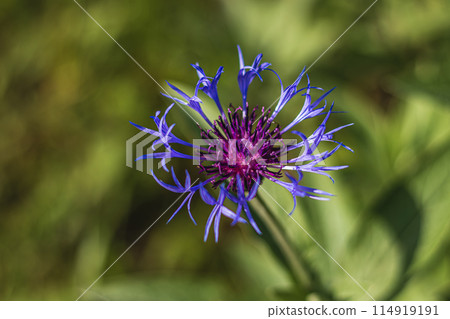 Close up of pretty soft blue cornflower bloom with soft bokeh background 114919191