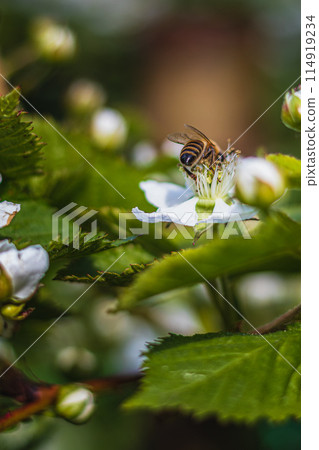 Bee on a white blackberry flower collecting pollen and nectar for the hive Bee on a white blackberry flower collecting pollen and nectar for the hive 114919234
