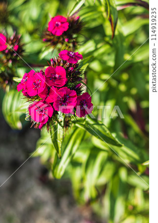 Blooming Purple Turkish cloves close up. Dianthus barbatus. Garden plants. Blooming Purple Turkish cloves close up. Dianthus barbatus. Garden plants. 114919235