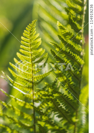 Green leaves of a young fern in spring and early morning under the bright sun Green leaves of a young fern in spring and early morning under the bright sun 114919236
