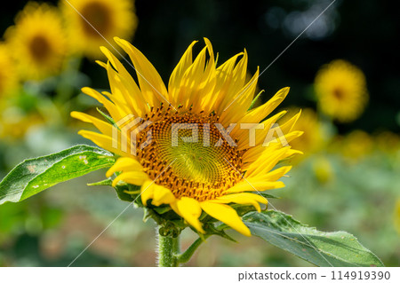 Sunflower field Sunflower field 114919390